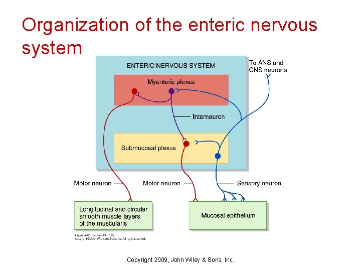 Organization of the enteric nervous system Copyright 2009, John Wiley & Sons, Inc. 