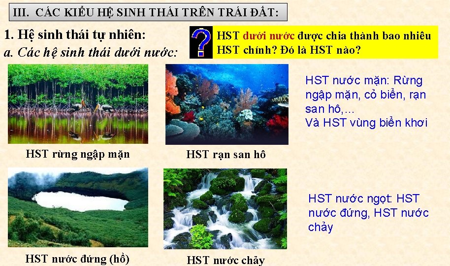 III. CÁC KIỂU HỆ SINH THÁI TRÊN TRÁI ĐẤT: 1. Hệ sinh thái tự