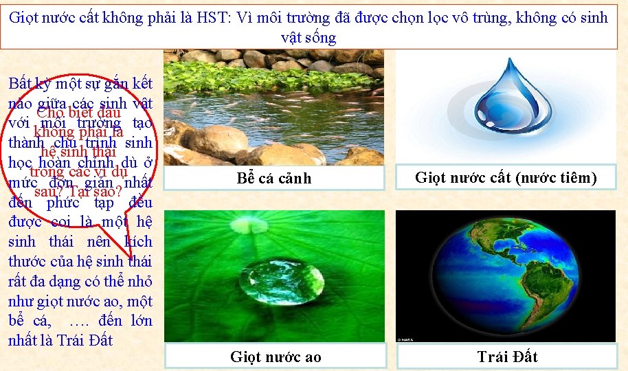 Giọt nước cất không phải là HST: Vì môi trường đã được chọn lọc