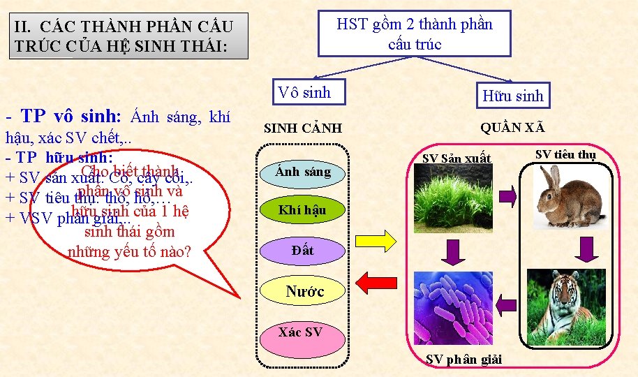 HST gồm 2 thành phần cấu trúc II. CÁC THÀNH PHẦN CẤU TRÚC CỦA