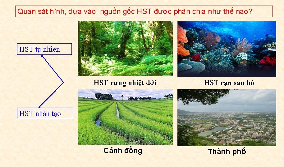 Quan sát hình, dựa vào nguồn gốc HST được phân chia như thế nào?