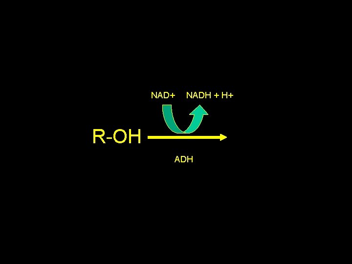 NAD+ NADH + H+ R-OH ADH 