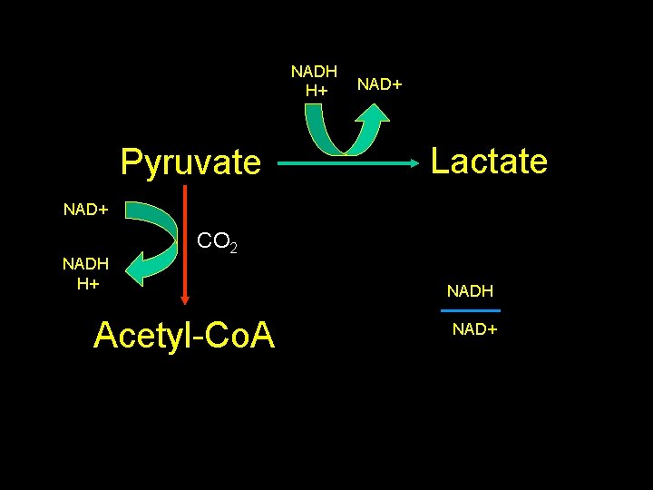 NADH H+ Pyruvate NAD+ Lactate NAD+ NADH H+ CO 2 Acetyl-Co. A NADH NAD+