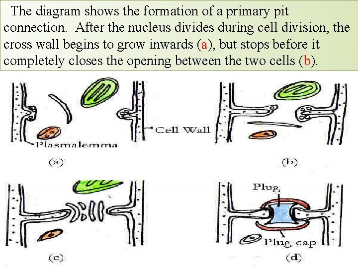  The diagram shows the formation of a primary pit connection. After the nucleus