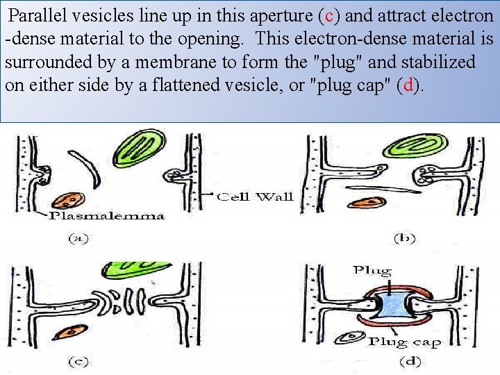 Parallel vesicles line up in this aperture (c) and attract electron -dense material Parallel vesicles line up in this aperture (c) and attract electron -dense material