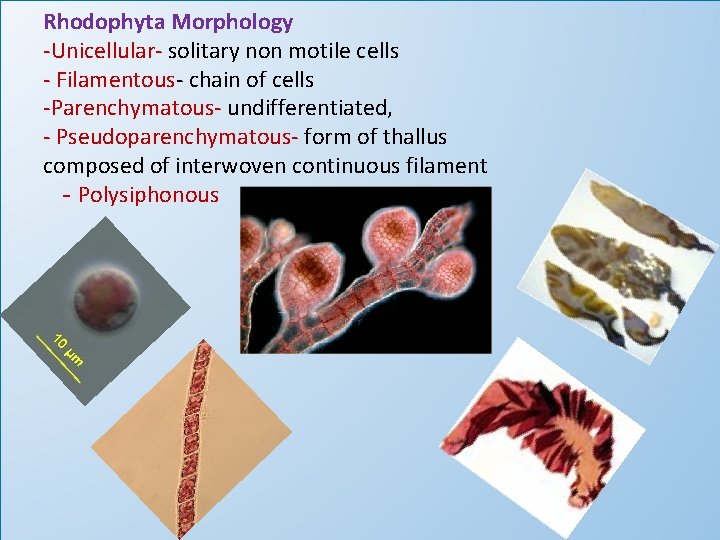 Rhodophyta Morphology -Unicellular- solitary non motile cells - Filamentous- chain of cells -Parenchymatous- undifferentiated,