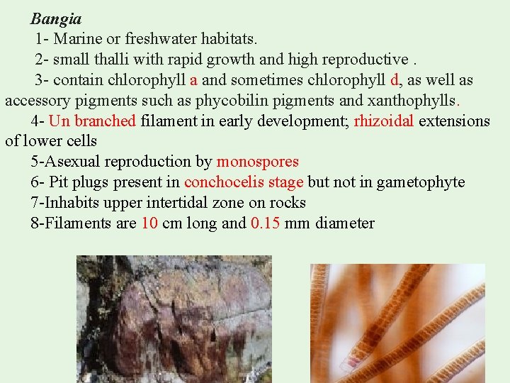Bangia 1 - Marine or freshwater habitats. 2 - small thalli with rapid growth Bangia 1 - Marine or freshwater habitats. 2 - small thalli with rapid growth