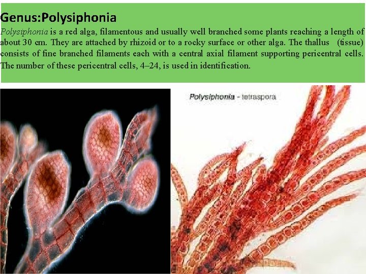 Genus: Polysiphonia is a red alga, filamentous and usually well branched some plants reaching