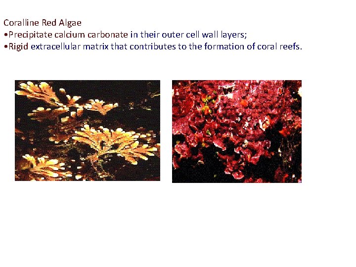 Coralline Red Algae • Precipitate calcium carbonate in their outer cell wall layers; •