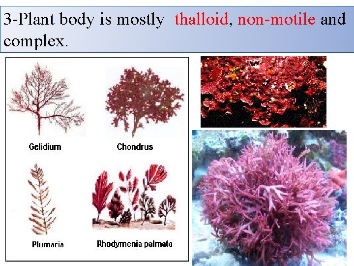 3 -Plant body is mostly thalloid, non-motile and complex. 3 -Plant body is mostly thalloid, non-motile and complex.