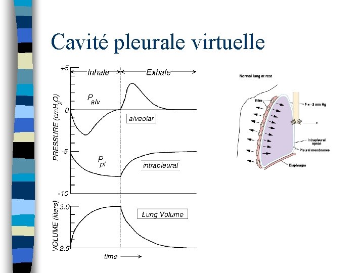 Cavité pleurale virtuelle 