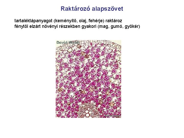 Raktározó alapszövet tartaléktápanyagot (keményítő, olaj, fehérje) raktároz fénytől elzárt növényi részekben gyakori (mag, gumó,