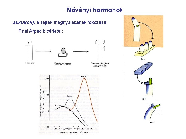 Növényi hormonok auxin(ok): a sejtek megnyúlásának fokozása Paál Árpád kísérletei: 