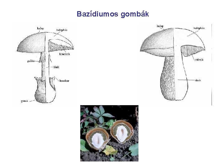 Bazídiumos gombák 