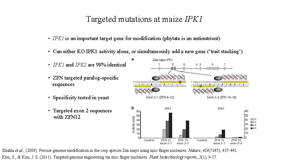 Targeted mutations at maize IPK 1 • IPK 1 is an important target gene
