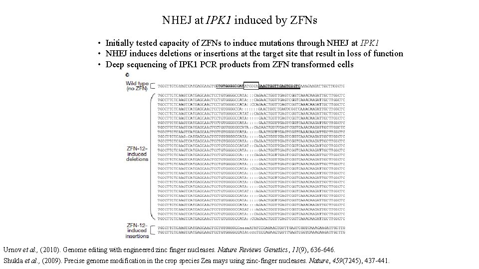 NHEJ at IPK 1 induced by ZFNs • Initially tested capacity of ZFNs to