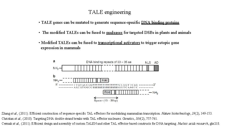 TALE engineering • TALE genes can be mutated to generate sequence-specific DNA binding proteins