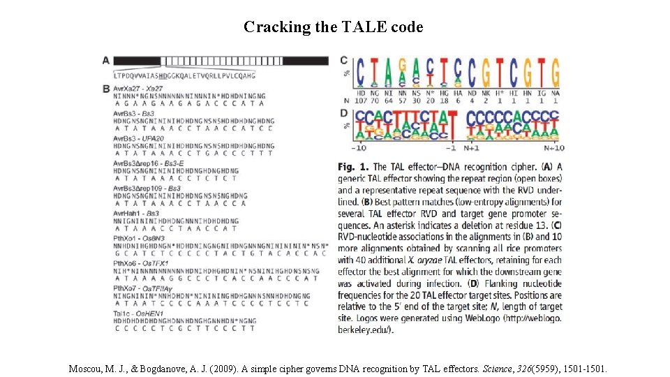 Cracking the TALE code Moscou, M. J. , & Bogdanove, A. J. (2009). A