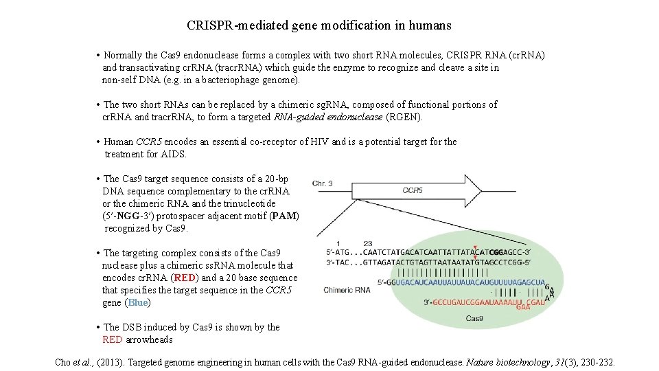 CRISPR-mediated gene modification in humans • Normally the Cas 9 endonuclease forms a complex