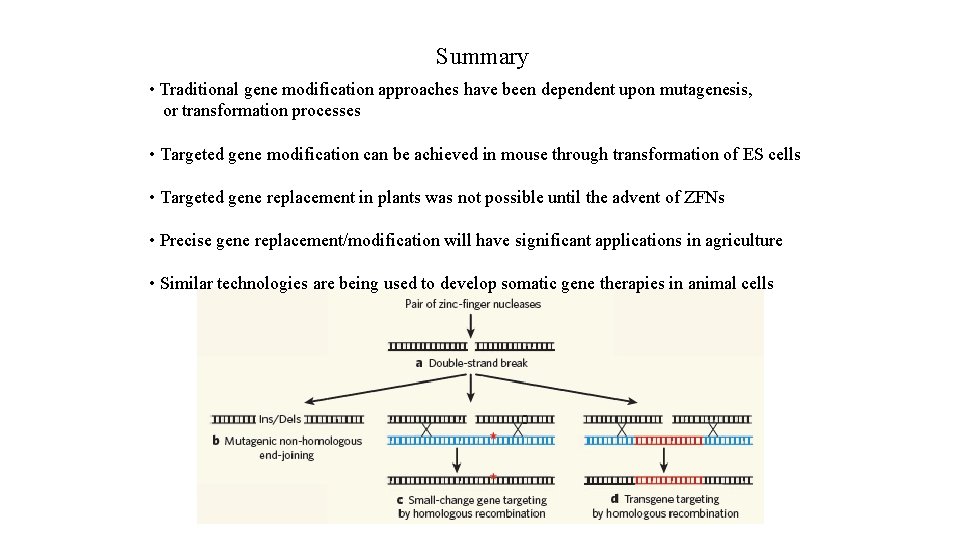 Summary • Traditional gene modification approaches have been dependent upon mutagenesis, or transformation processes