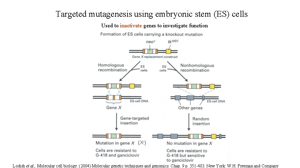 Targeted mutagenesis using embryonic stem (ES) cells Used to inactivate genes to investigate function