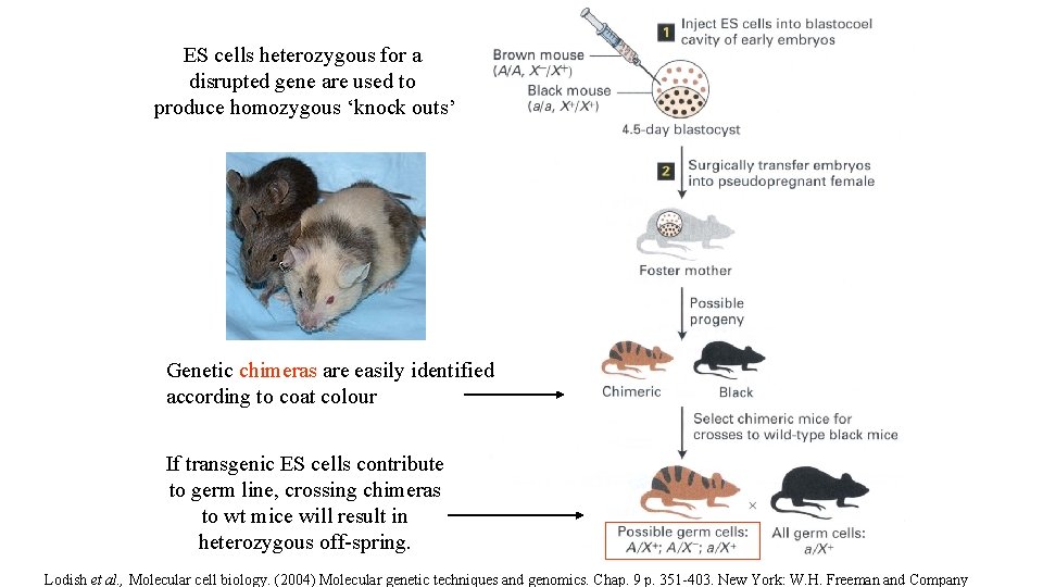ES cells heterozygous for a disrupted gene are used to produce homozygous ‘knock outs’
