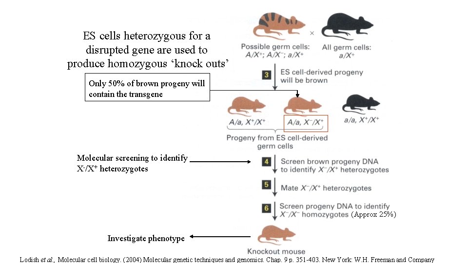 ES cells heterozygous for a disrupted gene are used to produce homozygous ‘knock outs’