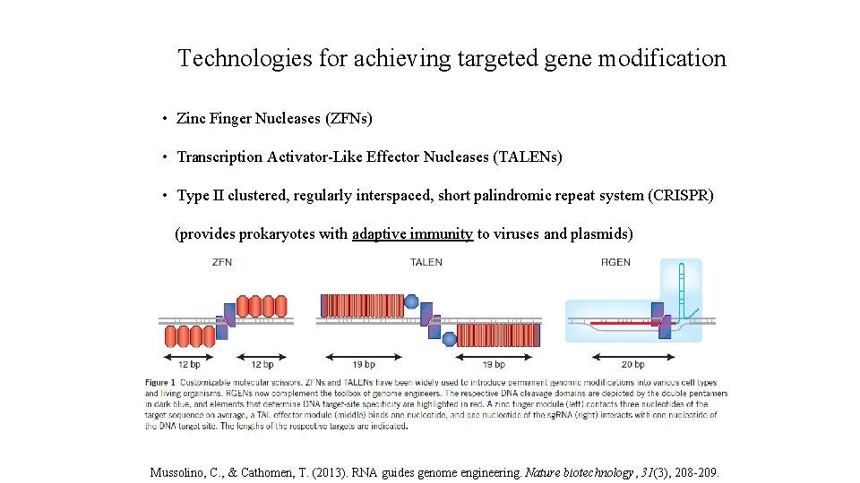 Technologies for achieving targeted gene modification • Zinc Finger Nucleases (ZFNs) • Transcription Activator-Like