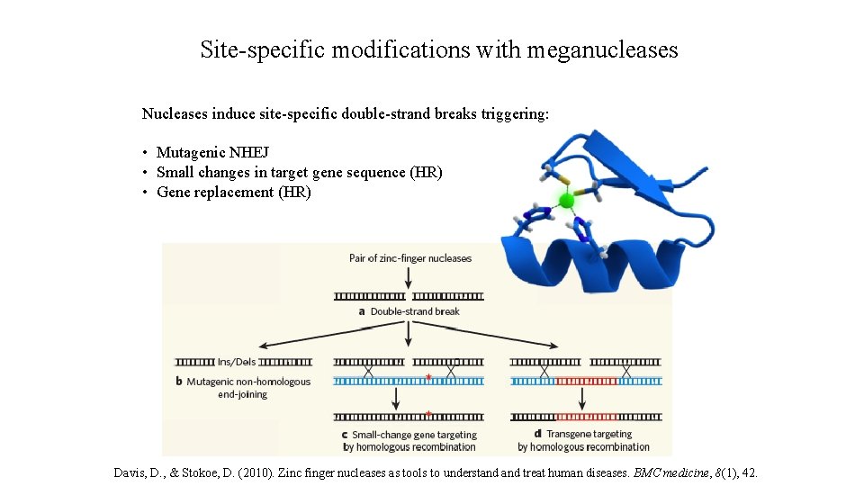 Site-specific modifications with meganucleases Nucleases induce site-specific double-strand breaks triggering: • Mutagenic NHEJ •