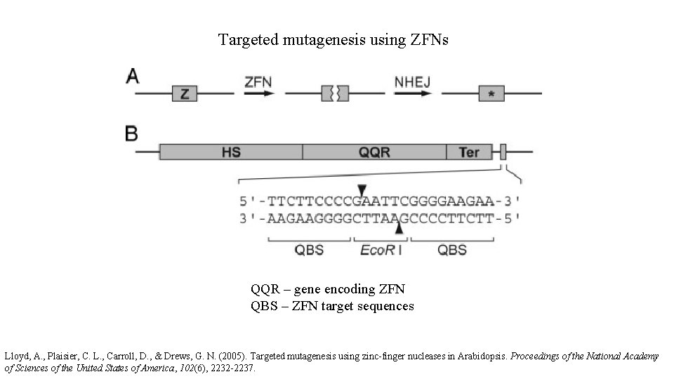 Targeted mutagenesis using ZFNs QQR – gene encoding ZFN QBS – ZFN target sequences