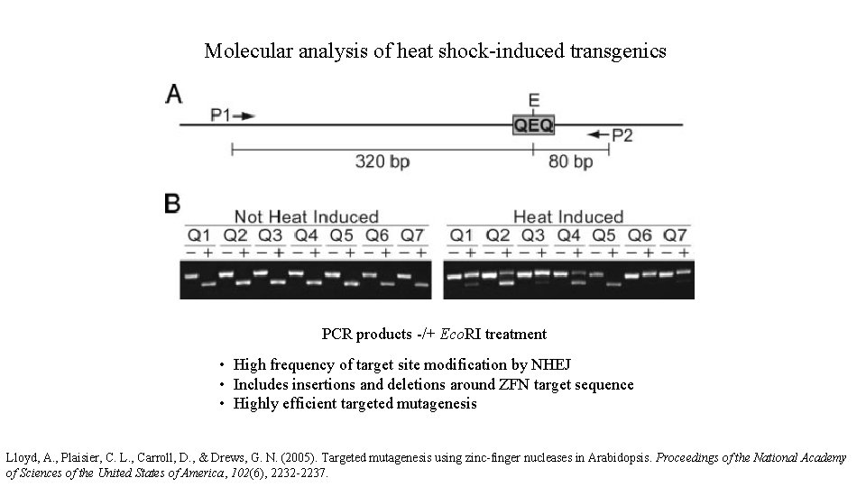 Molecular analysis of heat shock-induced transgenics PCR products -/+ Eco. RI treatment • High