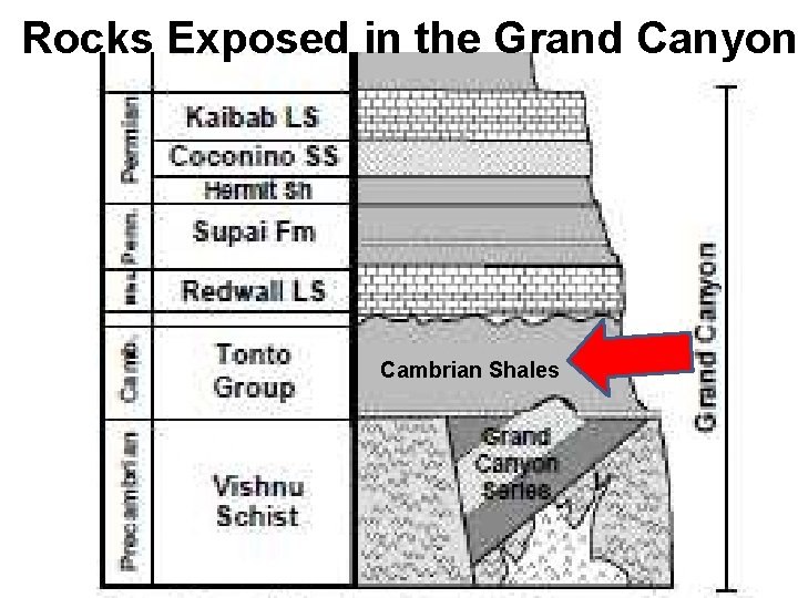 Rocks Exposed in the Grand Canyon Cambrian Shales 