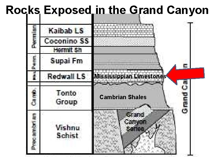 Rocks Exposed in the Grand Canyon Mississippian Limestones Cambrian Shales 