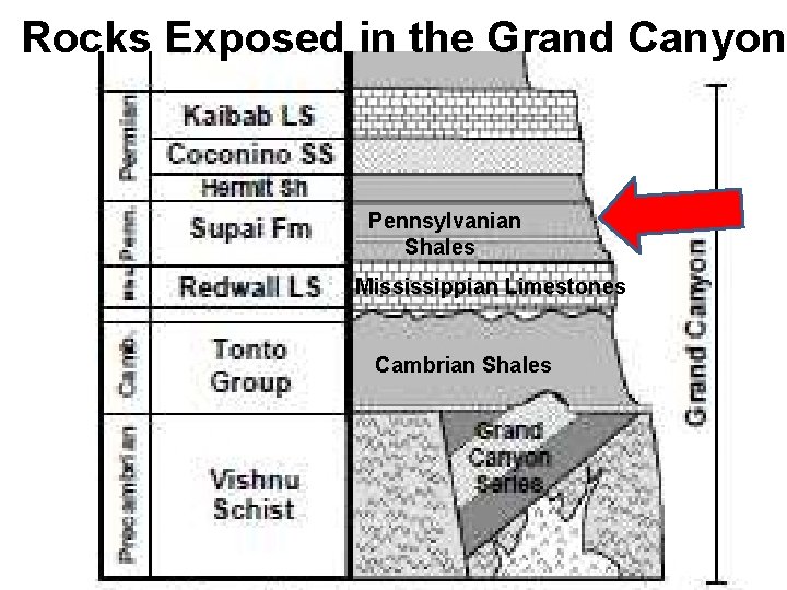 Rocks Exposed in the Grand Canyon Pennsylvanian Shales Mississippian Limestones Cambrian Shales 