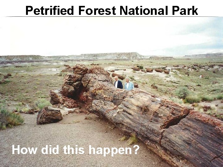 Petrified Forest National Park How did this happen? 