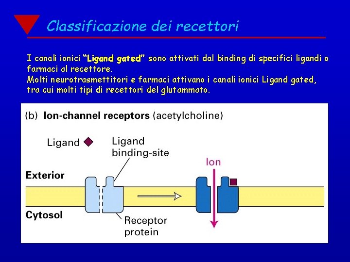 Classificazione dei recettori I canali ionici “Ligand gated” sono attivati dal binding di specifici