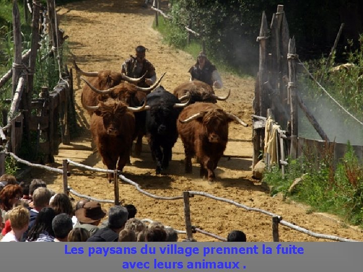  Les paysans du village prennent la fuite avec leurs animaux. 