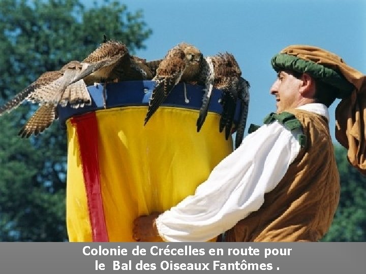 Colonie de Crécelles en route pour le Bal des Oiseaux Fantômes. 