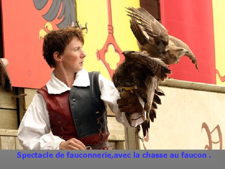  Spectacle de fauconnerie, avec la chasse au faucon. 