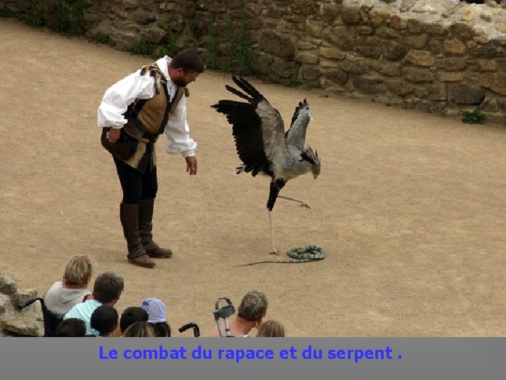  Le combat du rapace et du serpent. 