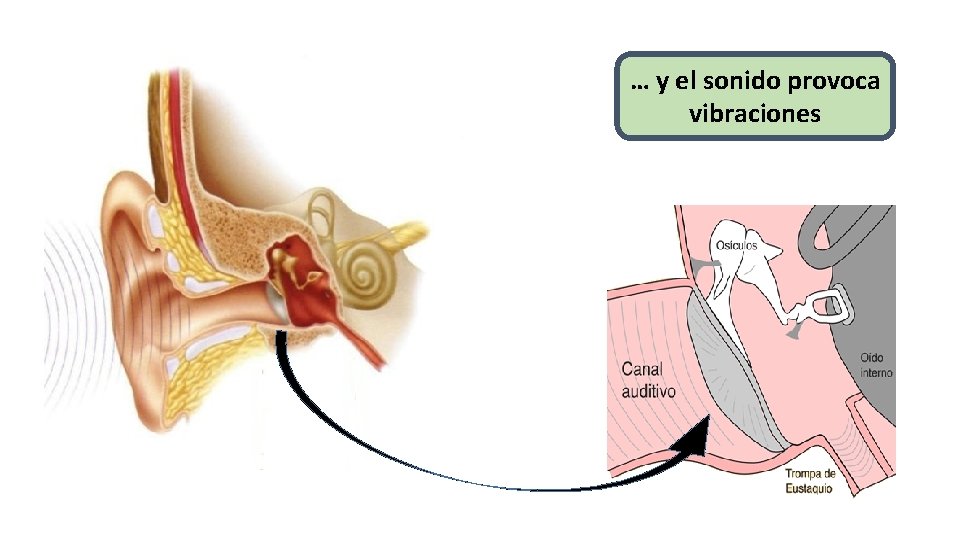 … y el sonido provoca vibraciones 