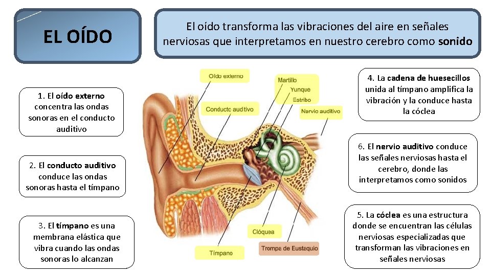 EL OÍDO 1. El oído externo concentra las ondas sonoras en el conducto auditivo