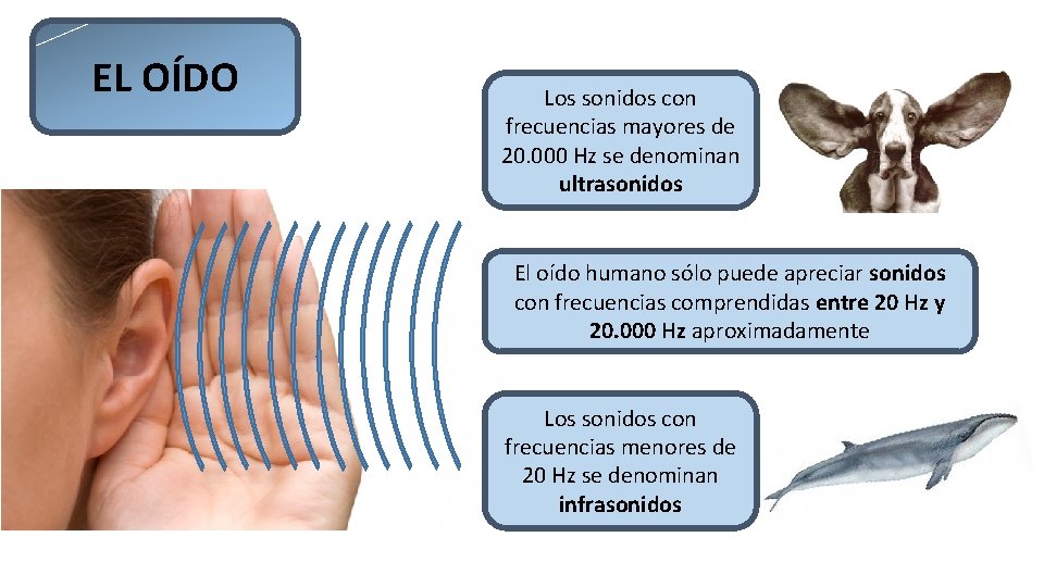 EL OÍDO Los sonidos con frecuencias mayores de 20. 000 Hz se denominan ultrasonidos