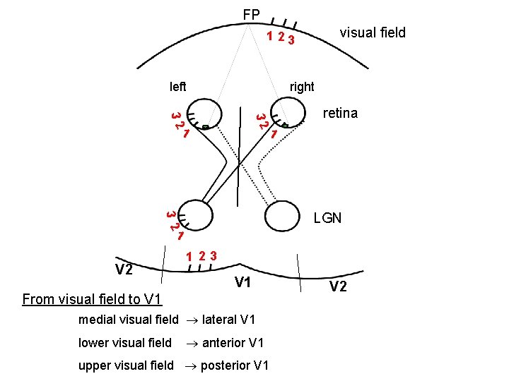 FP visual field 1 23 left right 32 32 1 retina 1 3 2