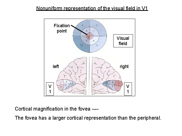 Nonuniform representation of the visual field in V 1 Fixation point Visual field left