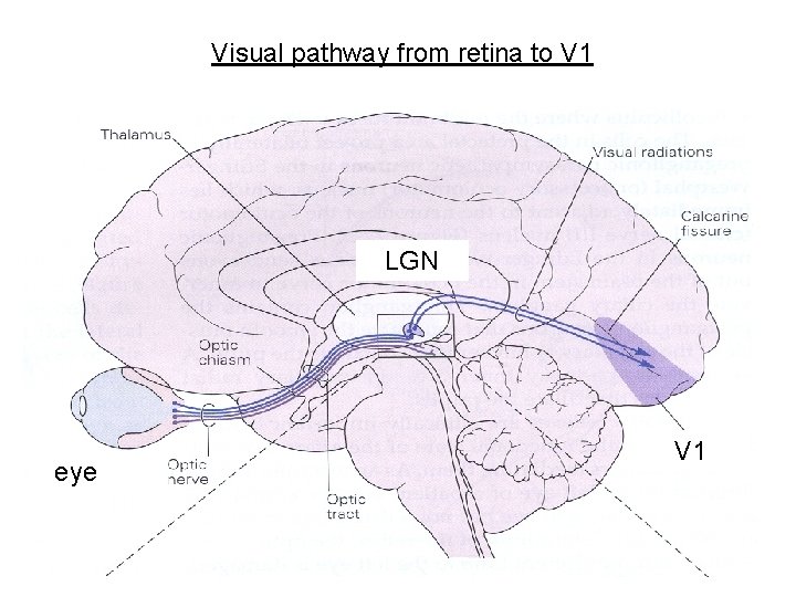 Visual pathway from retina to V 1 LGN eye V 1 