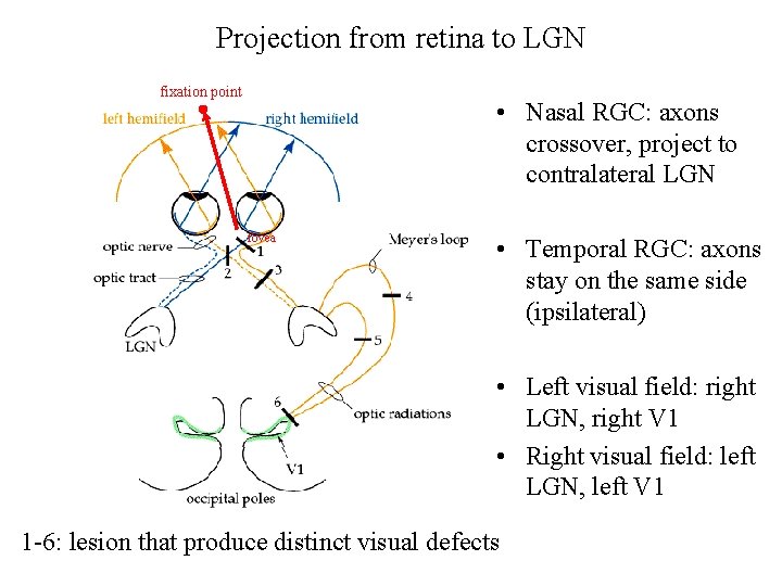 Projection from retina to LGN fixation point • Nasal RGC: axons crossover, project to