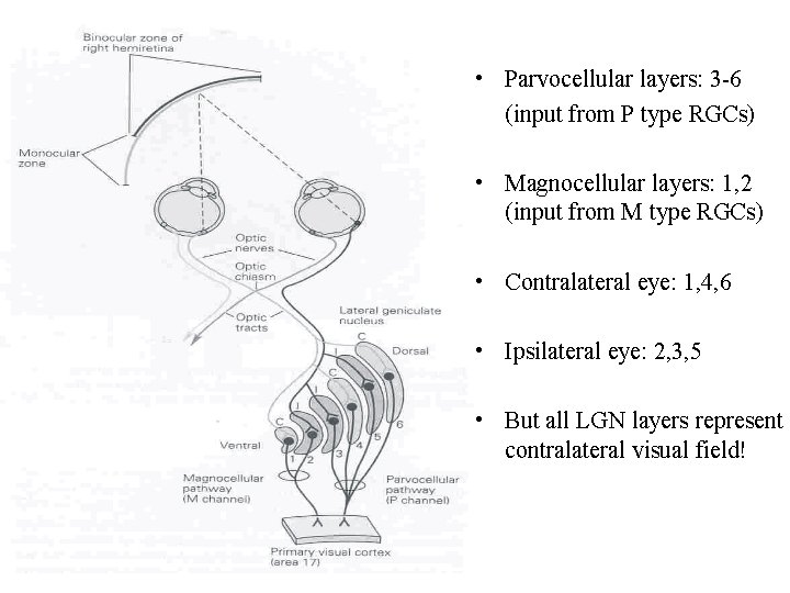  • Parvocellular layers: 3 -6 (input from P type RGCs) • Magnocellular layers: