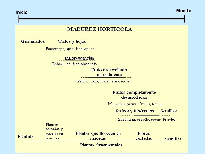 Inicio Muerte 