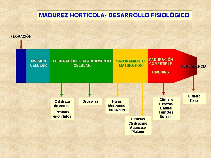 MADUREZ HORTÍCOLA- DESARROLLO FISIOLÓGICO FLORACIÓN DIVISIÓN CELULAR ELONGACIÓN O ALARGAMIENTO CELULAR SAZONAMIENTO MATURATION MADURACIÓN